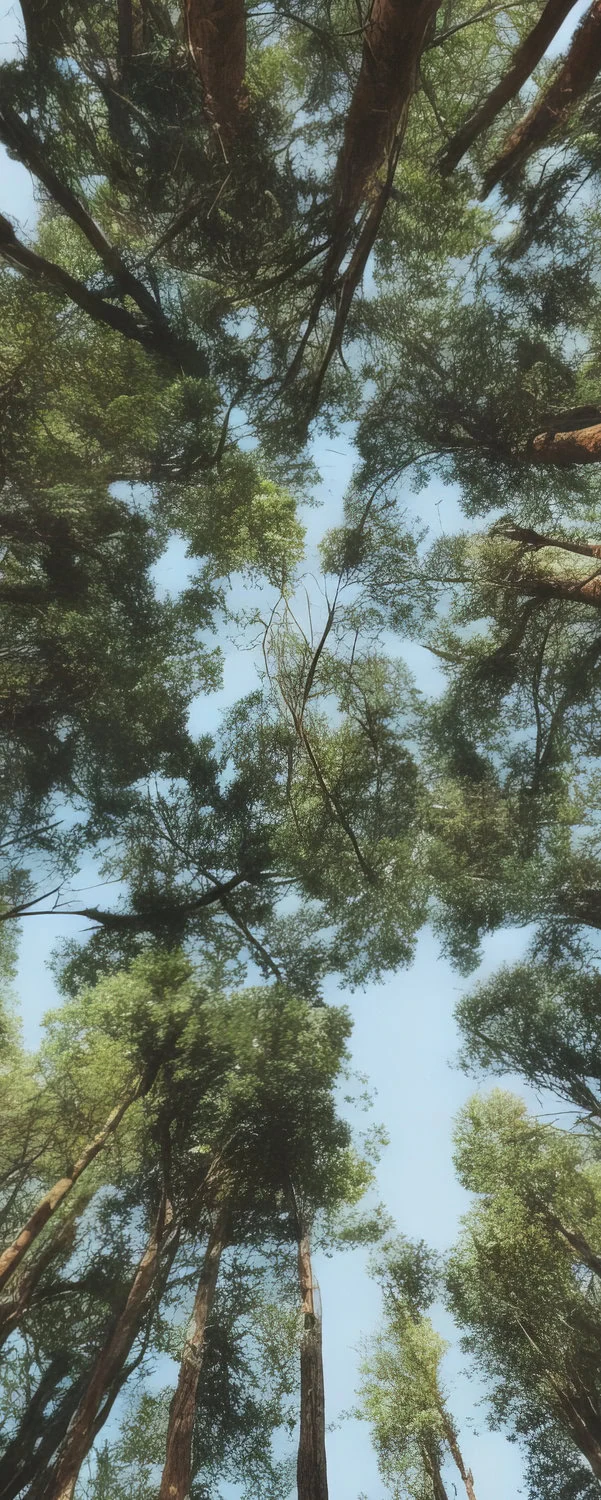 tall forest trees