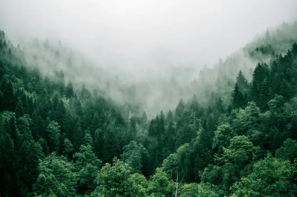 forest with fog as a calming image to accompany this blog with mental health resources for Vancouver and BC