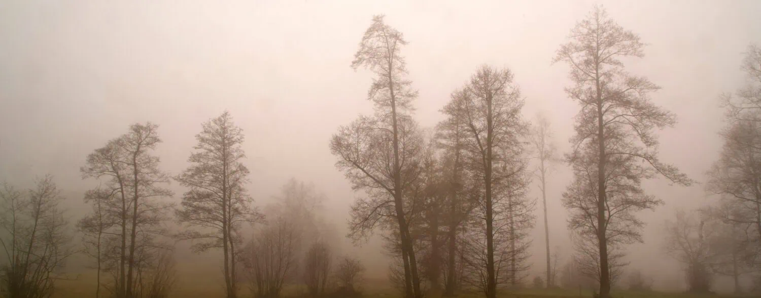 trees in the fog in vancouver